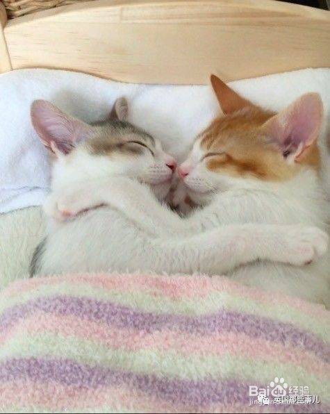 2岁成年猫换新主人该如何养?