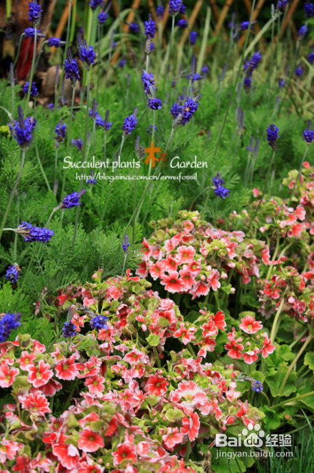 上海植物园（上）