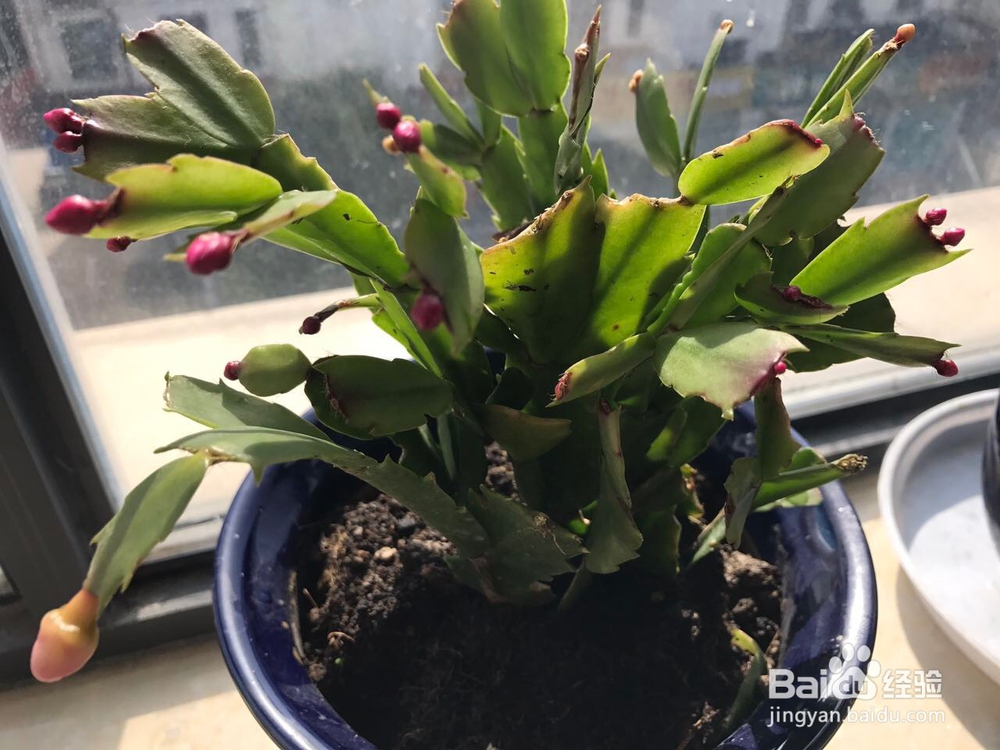 蟹爪兰的养护方法