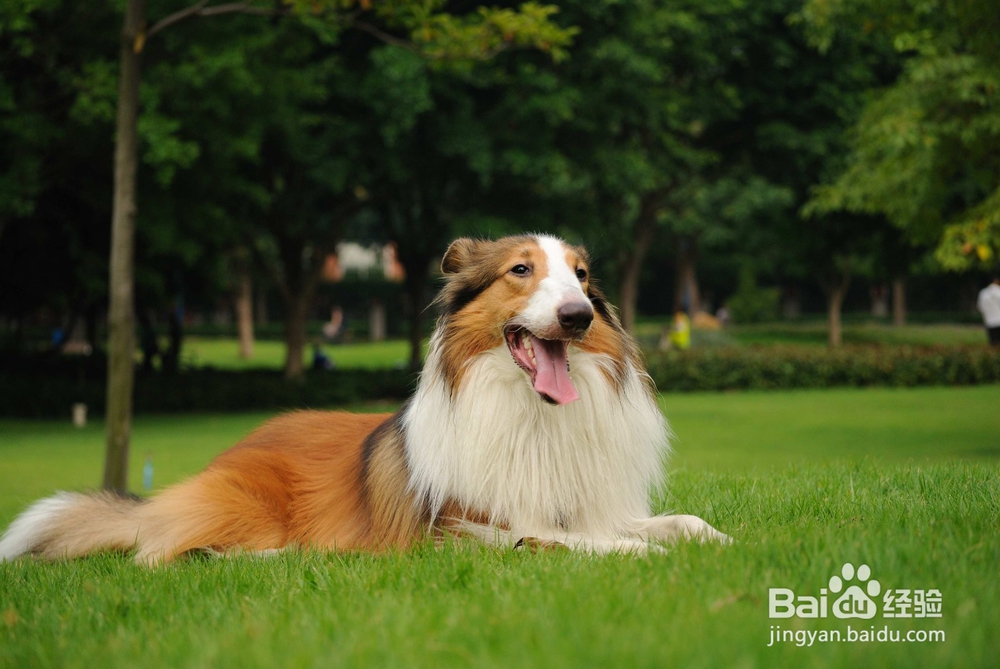 宠物美容造型师学校哪家好