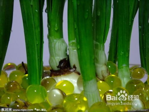 水仙的繁殖方法