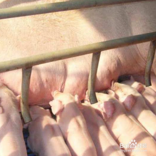 为什么不喝猪奶呢?