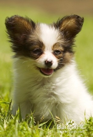 狗狗局部掉毛怎么办