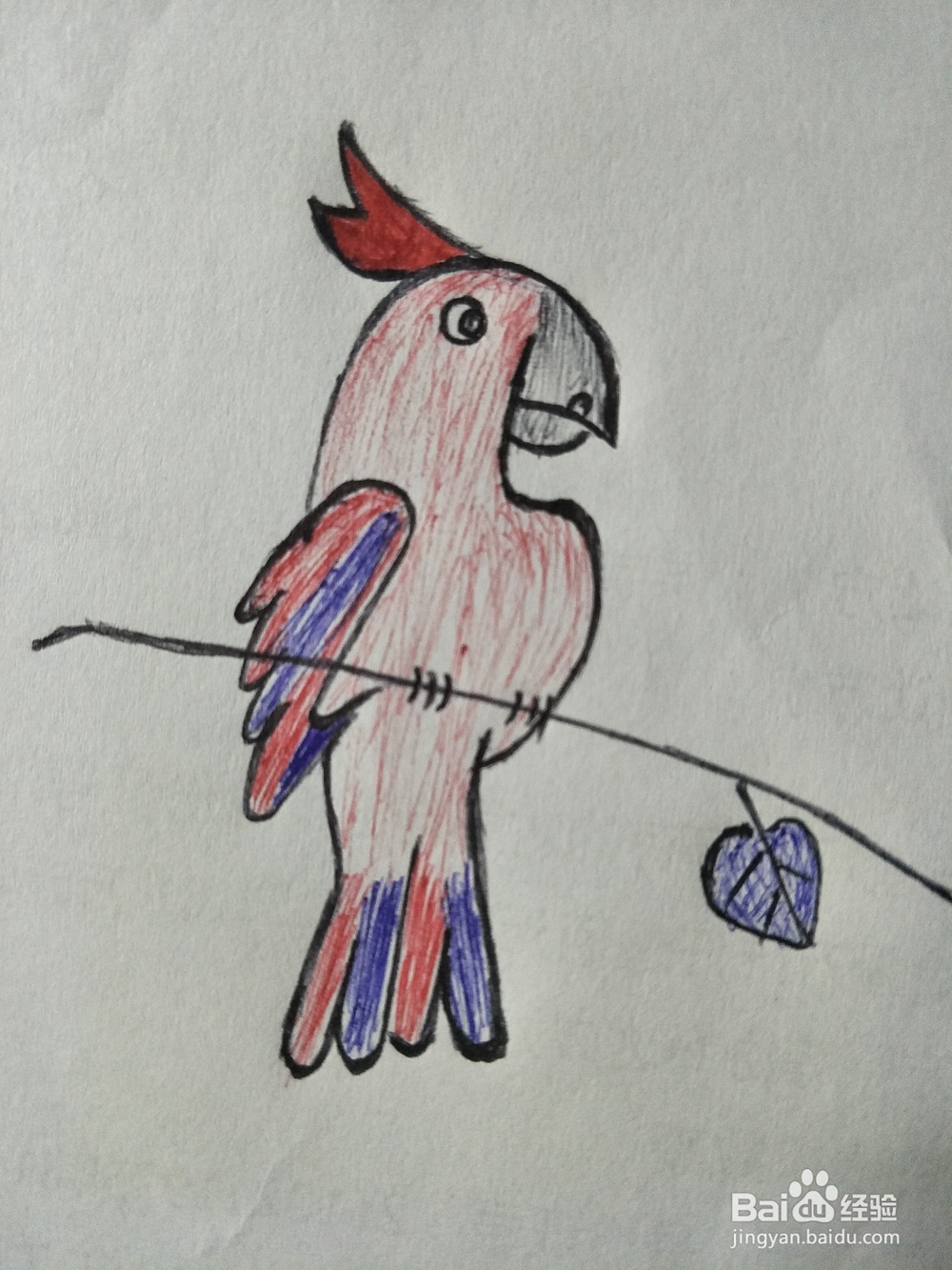 <b>怎么画鹦鹉——卡通鹦鹉简笔画</b>