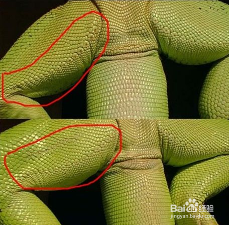 鬣蜥（ig）如何分辨公母