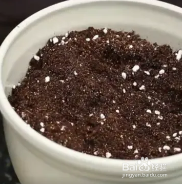 郁金香种植方法图解