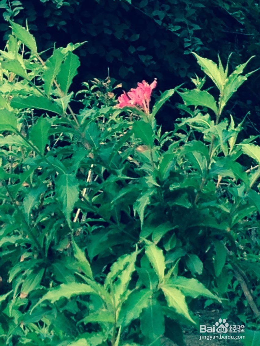 如果你的朋友虚荣心很强怎么办呢?