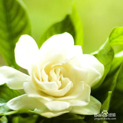枙子花夏季怎样养护