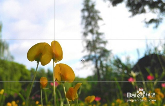 玩转手机微距摄影 的技巧有哪些