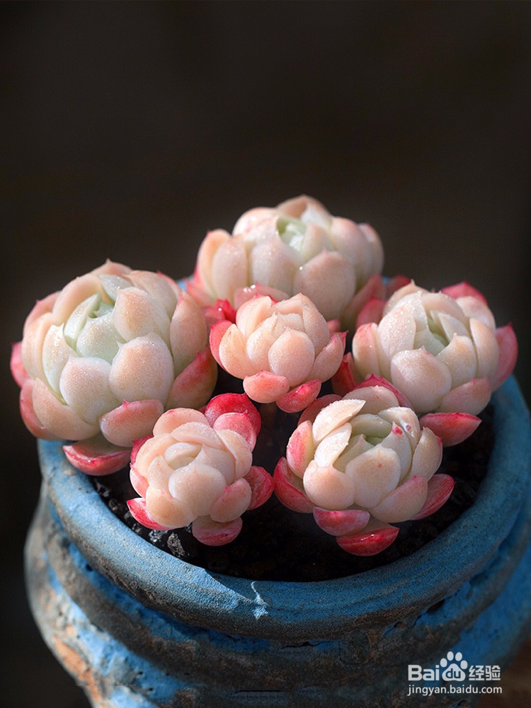 养殖多肉植物的注意事项