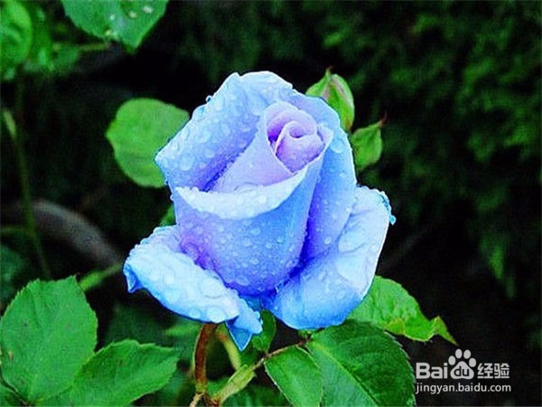 秋季盆花的养护窍门