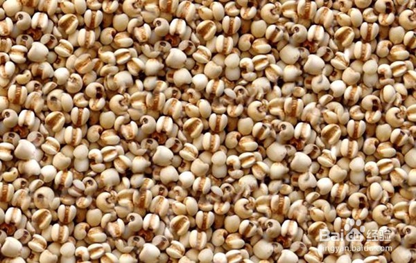 推荐一款可以补肾的粥