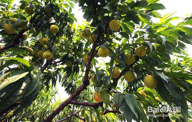 果树膨果增甜的水分管理和肥料管理