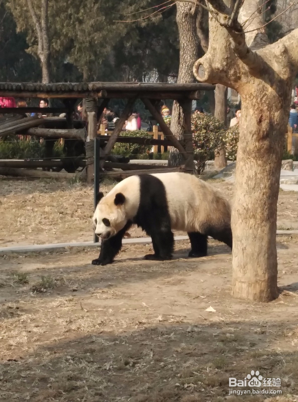 十一济南周边旅游攻略