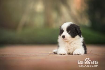 如何饲养一只边境牧羊犬