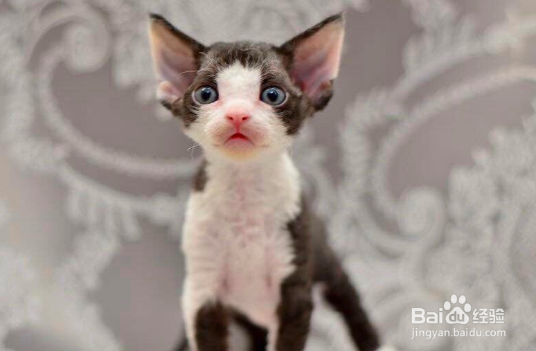 如何训练德文卷毛猫