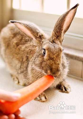 如何正确的喂养宠物兔吃什么