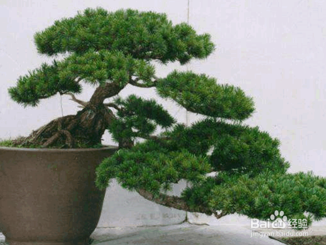 罗汉松的养殖方法及注意事项