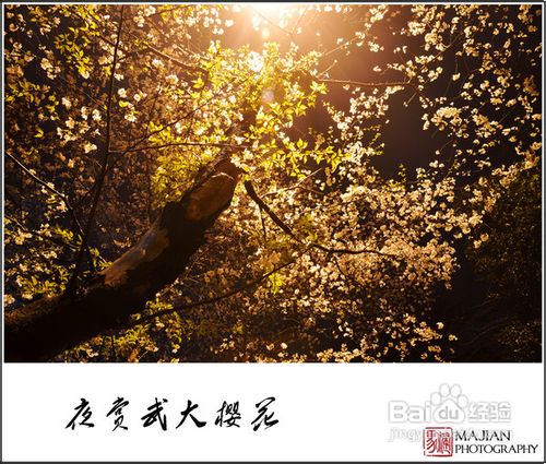 历史名校武汉大学赏樱游记攻略
