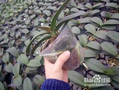 水苔养蝴蝶兰的方法 百度经验 水苔养蝴蝶兰的方法 百度经验