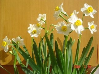 水仙花的种植方法