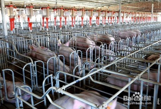 猪只消毒存在的误区有哪些?