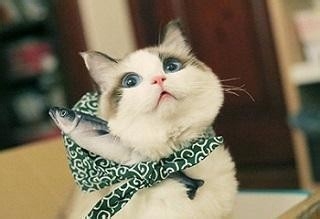 猫咪床上尿尿的原因和应对方法