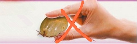 防止蜱虫叮咬小妙招与处理方法