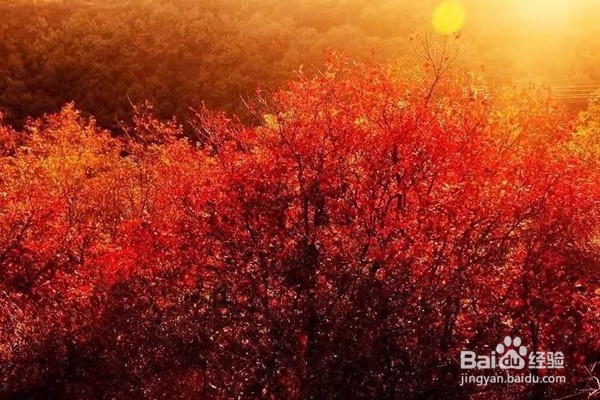 赏枫叶好去处——河南家门口赏枫叶攻略