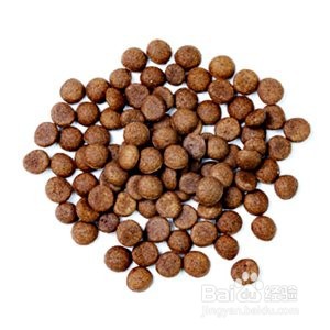 分享自己养泰迪的经验