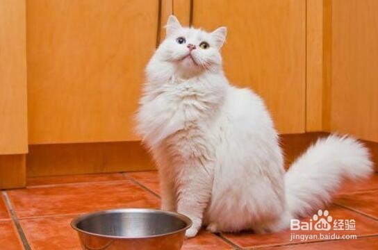 猫咪挑食怎么办