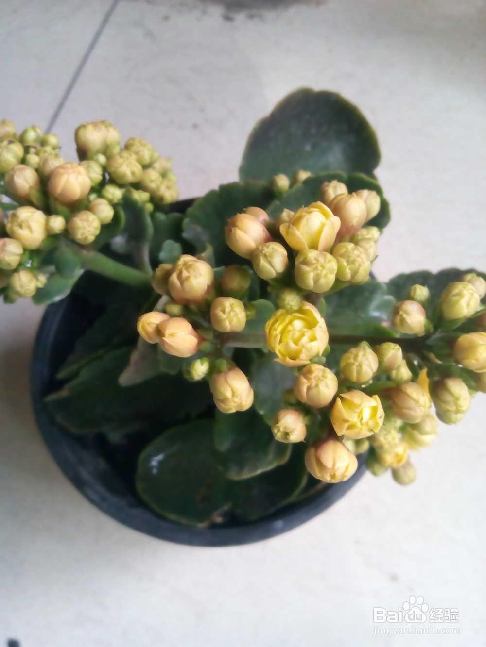 怎样种植长寿花