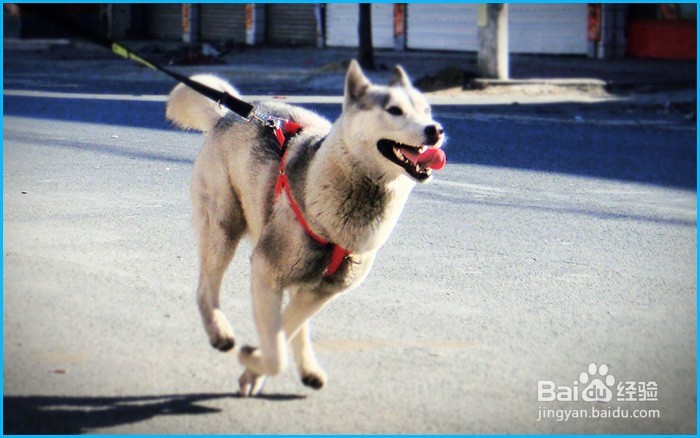 新手怎么养哈士奇