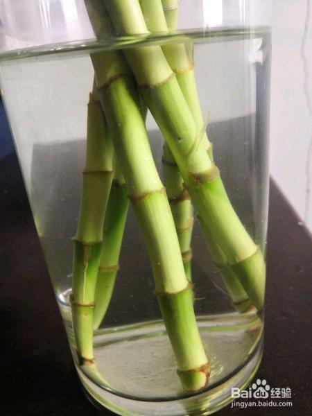 绿萝富贵竹,冬天养瓶里一丢,这样水培呼呼长根!