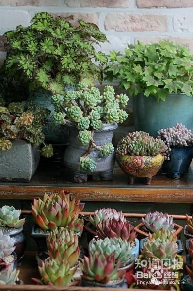 双十一剁手的钱省下来，可以建一个多肉花园了！