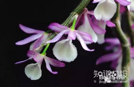 100种兰花品种图鉴，花开瞬间，艳冠群芳！