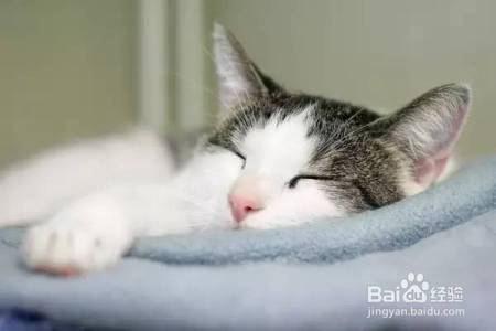 家庭和谐养猫,这些你都做对了吗?