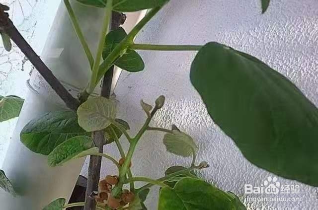 挖勺猕猴桃扔土里,7天变身毛茸茸叶子盆栽