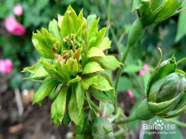 绿萼怎么养长的好