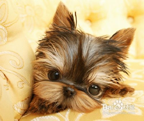 教你如何照顾老龄犬