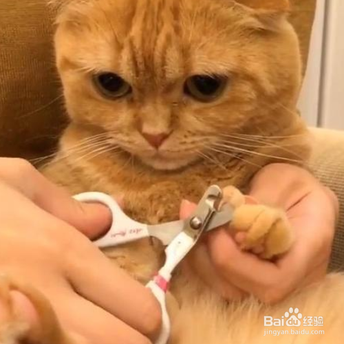 猫的指甲怎么剪