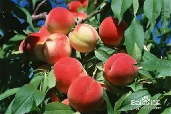 桃树的种植方法