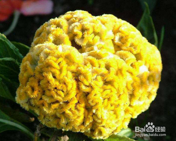 怎么养殖鸡冠花？