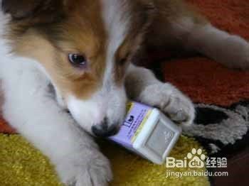 怎样养狗？：[2]爱犬的预防和护理