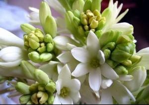 卧室内绝不能摆放的11种花