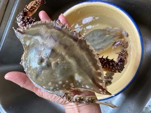 梭子蟹面煳酱的做法