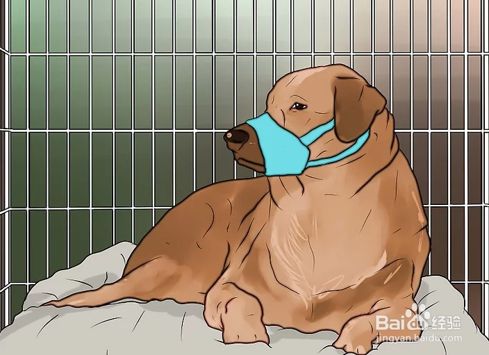 如何阻止你的狗朝陌生人叫