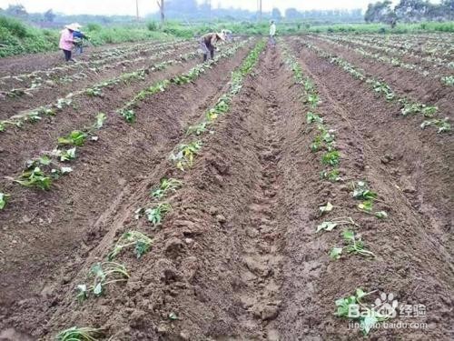 如何防止红薯开裂