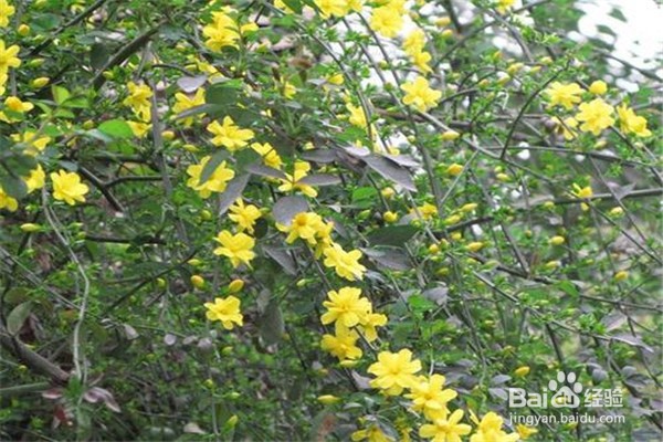 迎春花的养殖小贴士