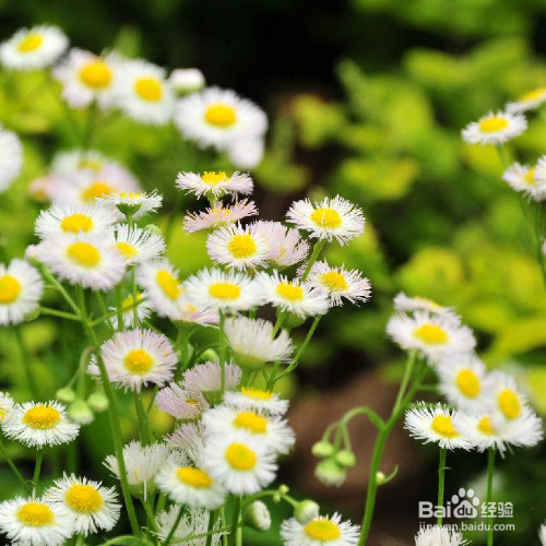 一年蓬的培育方法和注意事项